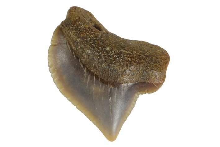 Fossil Crow Shark (Squalicorax) Tooth - Texas #164664